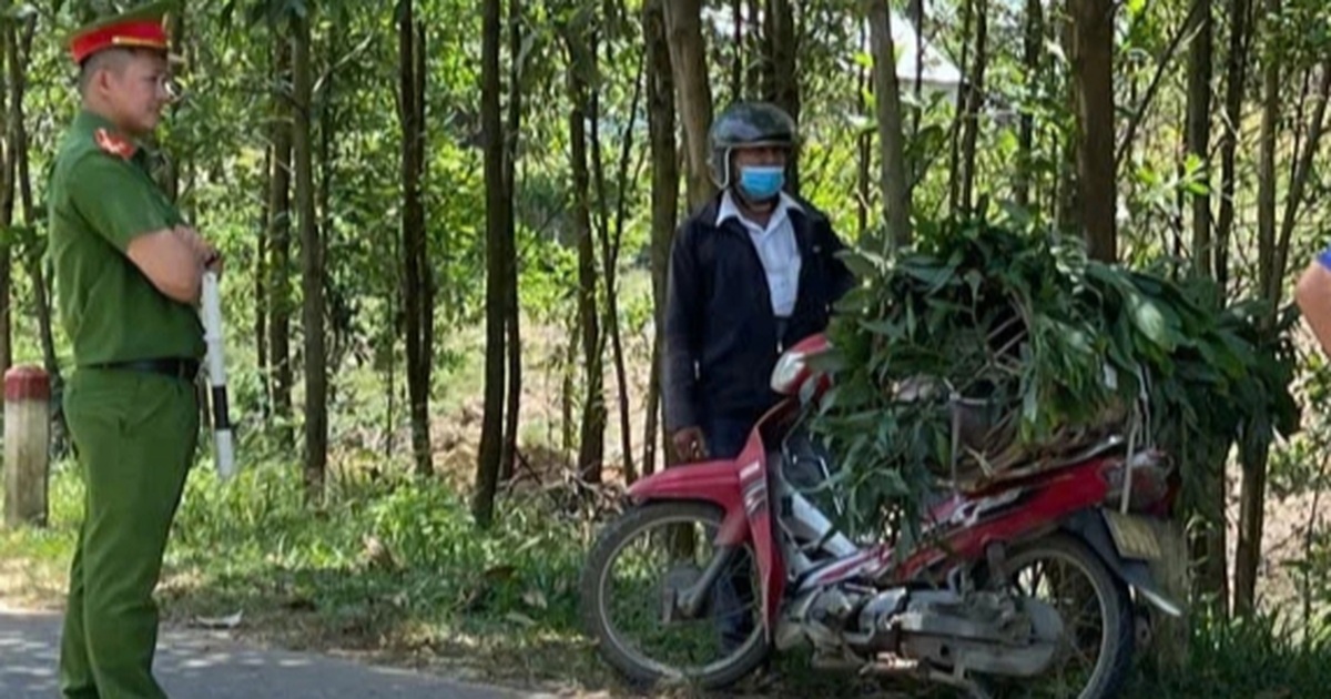 Ngụy trang lợn bệnh, chở từ đồng bằng lên miền núi tiêu thụ Ngụy trang lợn bệnh, chở từ đồng bằng lên miền núi tiêu thụ
