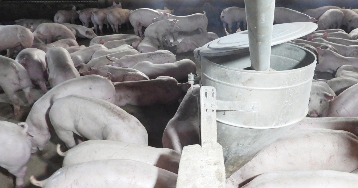 Tây Ninh phát hiện 2 ổ dịch tả heo châu Phi, tiêu hủy hơn 300 con Tây Ninh phát hiện 2 ổ dịch tả heo châu Phi, tiêu hủy hơn 300 con