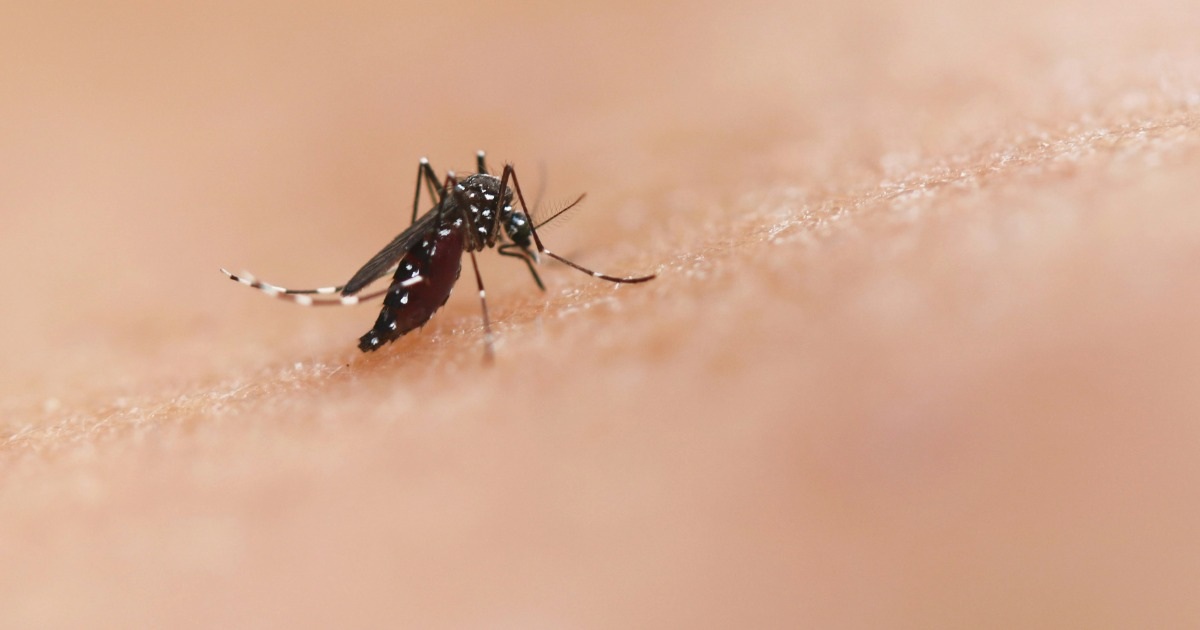 Tình hình mới nhất về bệnh Chikungunya và Zika ở TPHCM Tình hình mới nhất về bệnh Chikungunya và Zika ở TPHCM