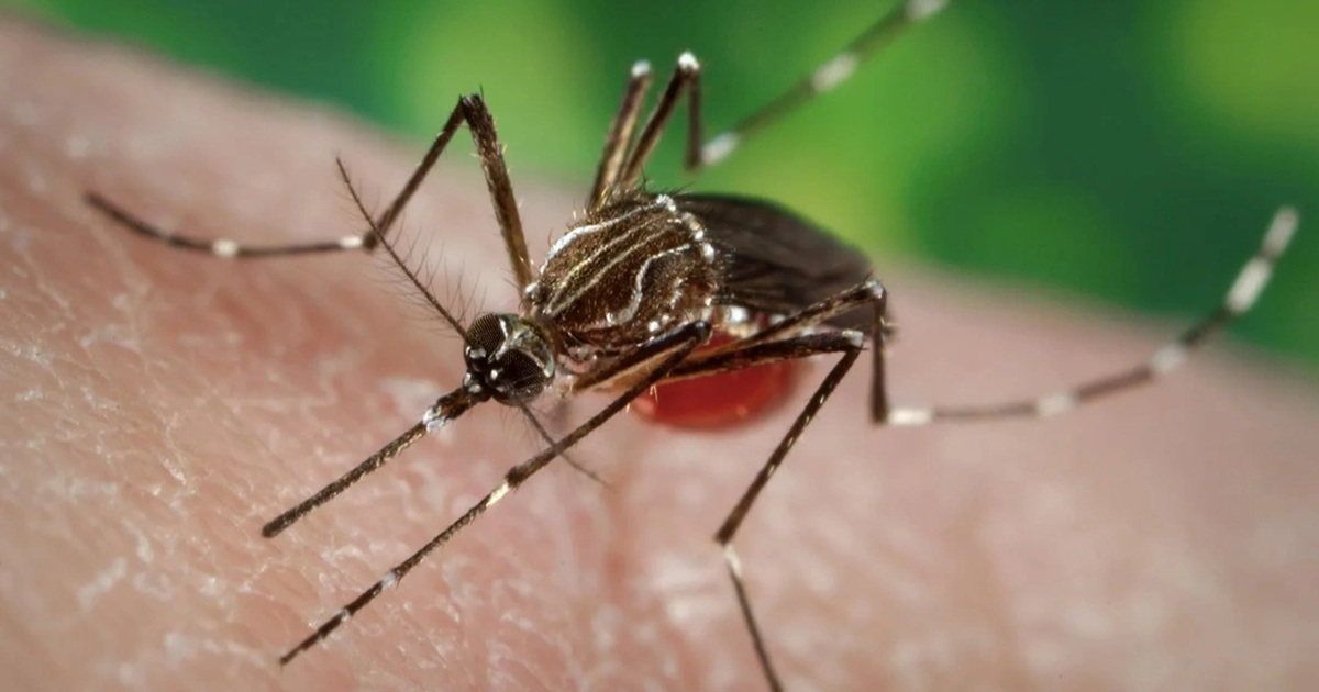Việt Nam chưa ghi nhận ca mắc bệnh Chikungunya Việt Nam chưa ghi nhận ca mắc bệnh Chikungunya