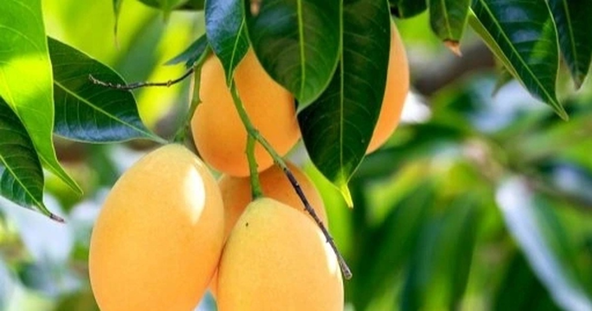 Loại cây người Việt thường ăn quả, không ngờ lá lại là “thuốc quý” Loại cây người Việt thường ăn quả, không ngờ lá lại là "thuốc quý"