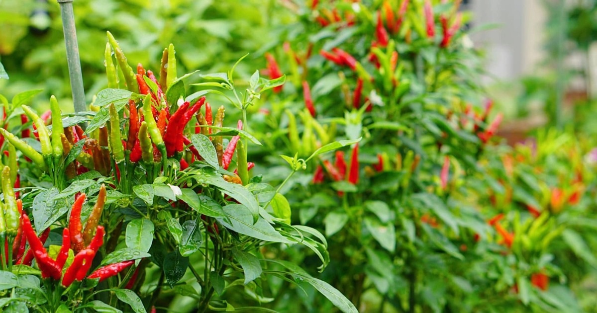 Loại cây người Việt thường ăn quả, nhưng lá lại là thuốc quý cho gan Loại cây người Việt thường ăn quả, nhưng lá lại là thuốc quý cho gan