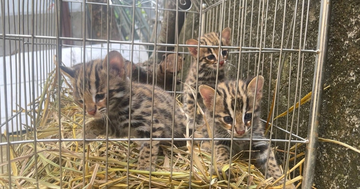 Phát hiện 3 cá thể mèo rừng quý hiếm, người đàn ông mang nộp công an Phát hiện 3 cá thể mèo rừng quý hiếm, người đàn ông mang nộp công an