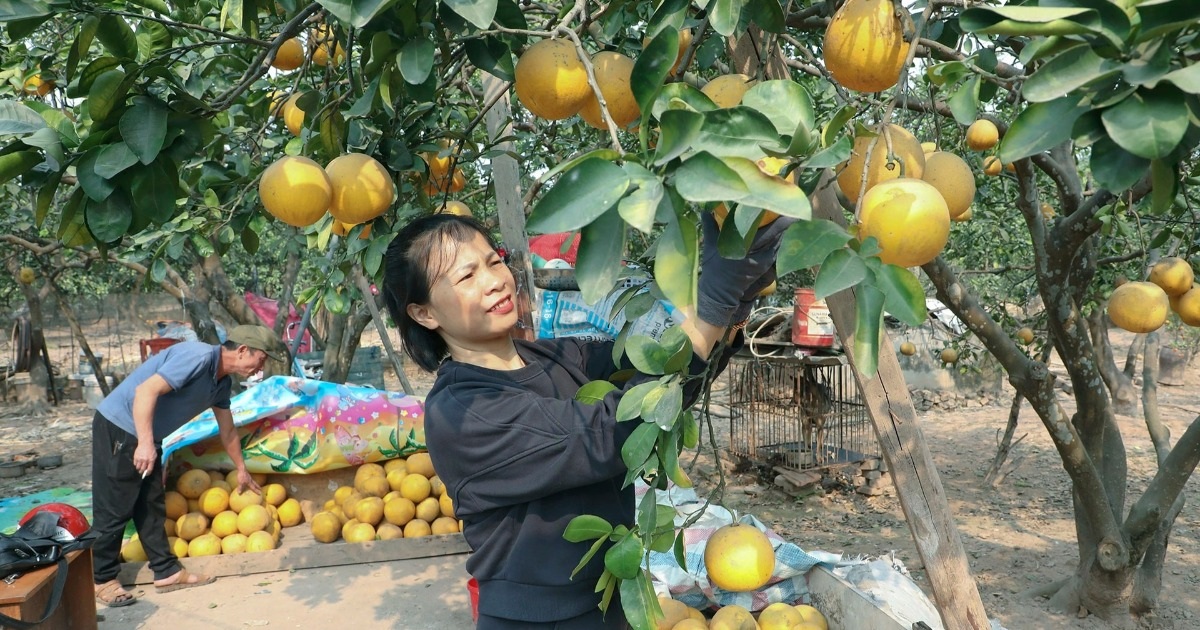 Loại quả trong nhóm “tốt nhất thế giới” được trồng khắp Việt Nam Loại quả trong nhóm "tốt nhất thế giới" được trồng khắp Việt Nam
