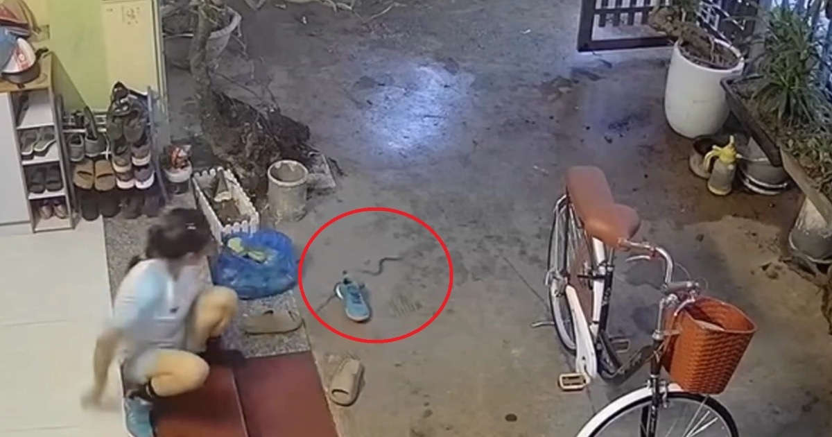 Clip “cô gái xỏ giày có rắn nấp bên trong” nổi bật tuần qua