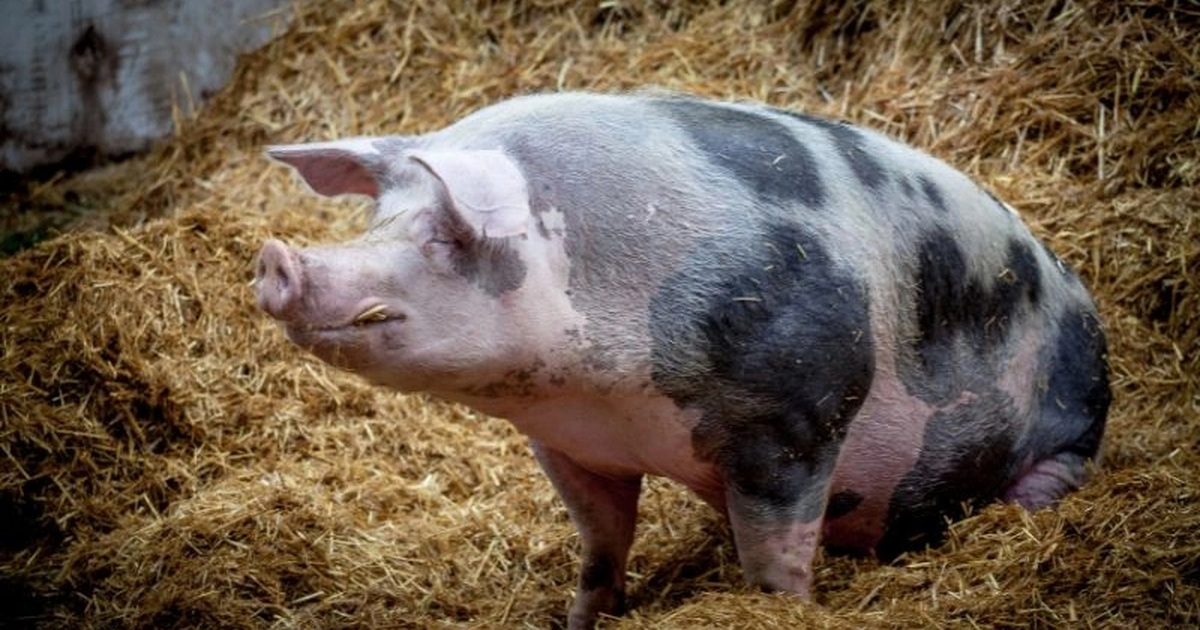 Hy hữu: Bị lợn cắn, thiếu niên nguy kịch nằm viện nhiều tháng