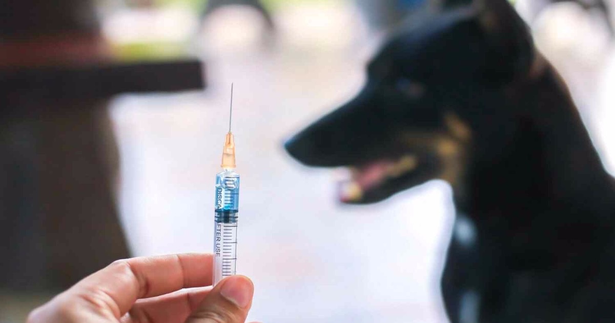 68 người chết oan vì bệnh dại