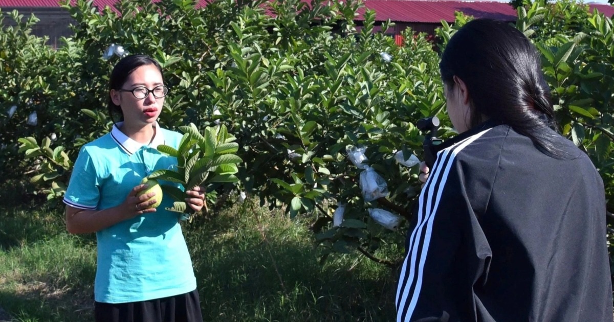 Hợp tác xã ở Hải Phòng livestream bán nông sản