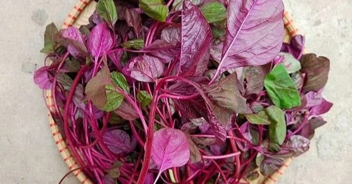 Loại rau "trường thọ" chỉ vài nghìn một mớ, ít bị phun thuốc sâu